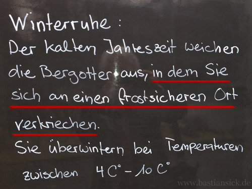 Der kalten Jahreszeit weichen die Bergotter aus, indem Sie sich an einen frostsicheren Ort verkriechen_WZ (Tierpark Dählhölzli, Bern) © Maja Gerber 01.05.2014_SaKvvgfy_f.jpg
